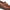 Zapato mod. 65904 café